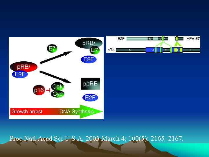 Proc Natl Acad Sci U S A. 2003 March 4; 100(5): 2165– 2167. 