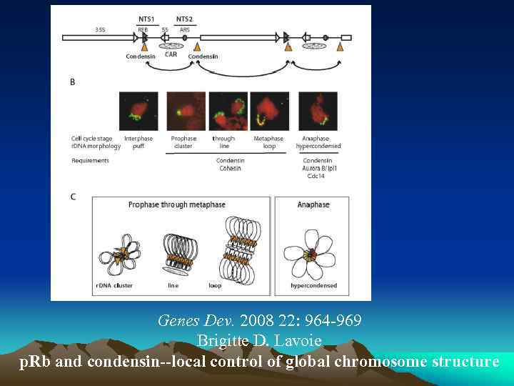 Genes Dev. 2008 22: 964 -969 Brigitte D. Lavoie p. Rb and condensin--local control
