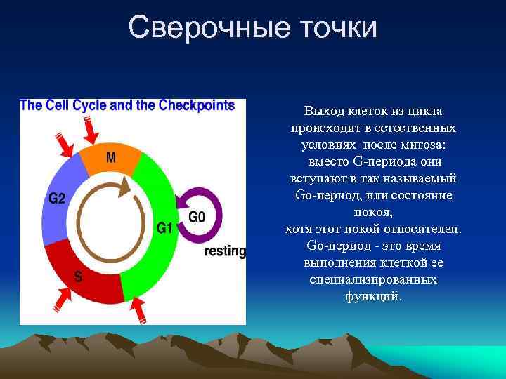 Сверочные точки Выход клеток из цикла происходит в естественных условиях после митоза: вместо G-периода