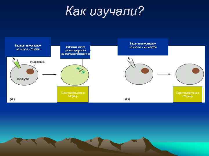 Как изучали? Вводили цитоплазму из клеток в М-фазе Веретено легко детектировалось на поверхности клетки