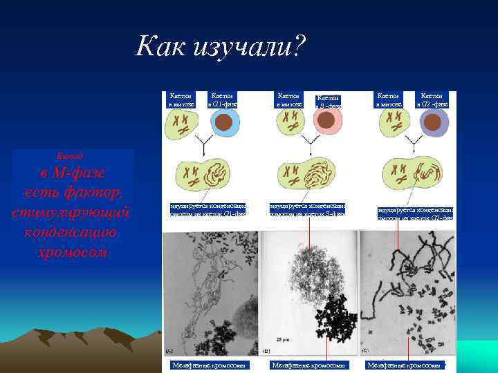 Как изучали? Клетки в митозе Клетки в G 1 -фазе Клетки в митозе Клетки