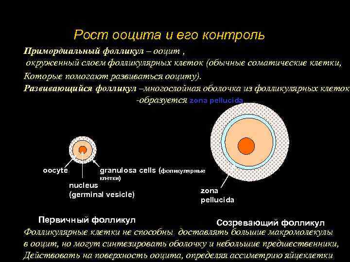 Рост ооцита и его контроль Примордиальный фолликул – ооцит , окруженный слоем фолликулярных клеток