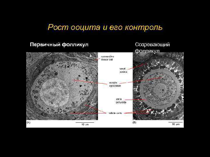 Рост ооцита и его контроль Первичный фолликул Созревающий фолликул 