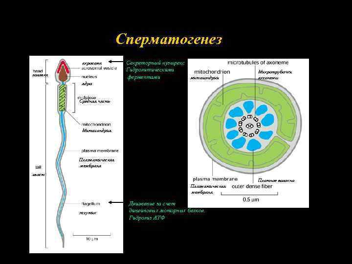 Сперматогенез акросома головка Секреторный пузырекс Гидролитическими ферментами митохондрии Микротрубочки аксонемы ядро Средняя часть Митохондрия