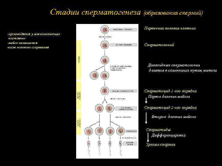 Стадии сперматогенеза (образования спермий) Первичная половая клеткаа -производятся у млекопитающих постоянно -мейоз начинается после