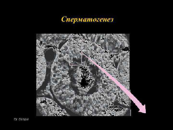 Сперматогенез 