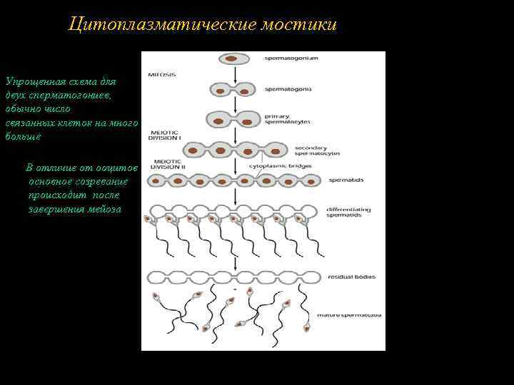 Цитоплазматические мостики Упрощенная схема для двух сперматогониев, обычно число связанных клеток на много больше