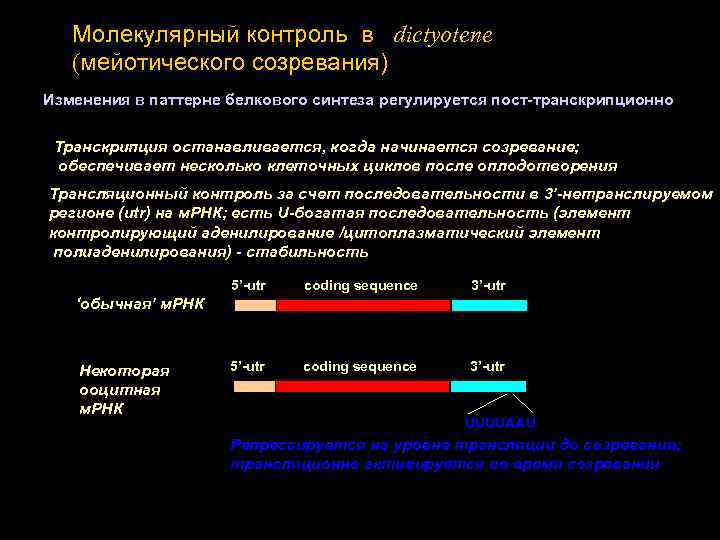 Молекулярный контроль в dictyotene (мейотического созревания) Изменения в паттерне белкового синтеза регулируется пост-транскрипционно Транскрипция