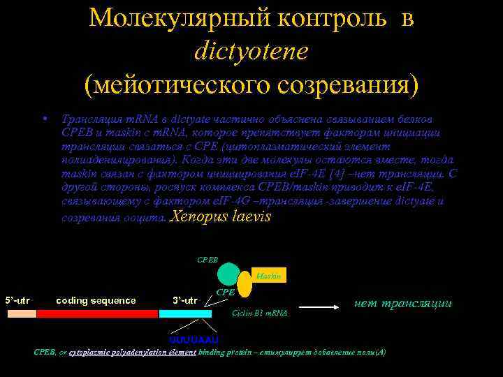 Молекулярный контроль в dictyotene (мейотического созревания) • Трансляция m. RNA в dictyate частично объяснена