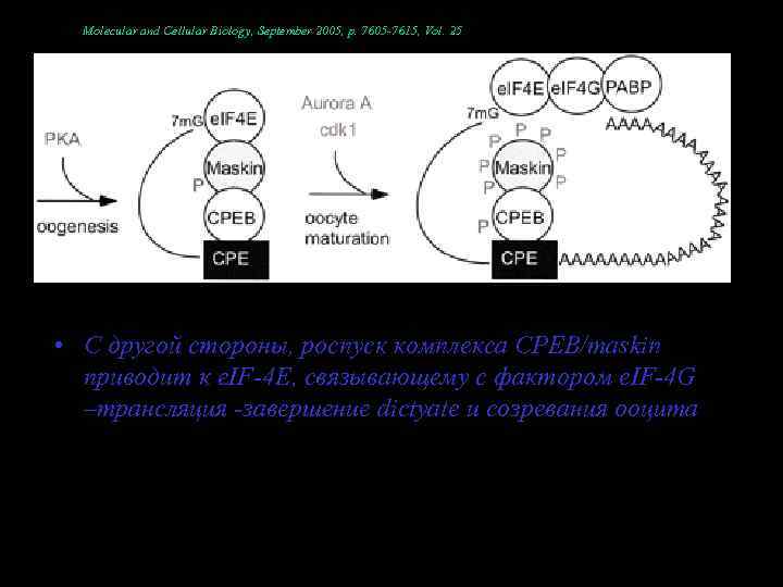 Molecular and Cellular Biology, September 2005, p. 7605 -7615, Vol. 25 • С другой