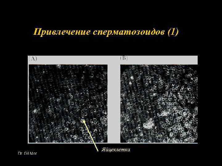 Привлечение сперматозоидов (1) Яйцеклетка 