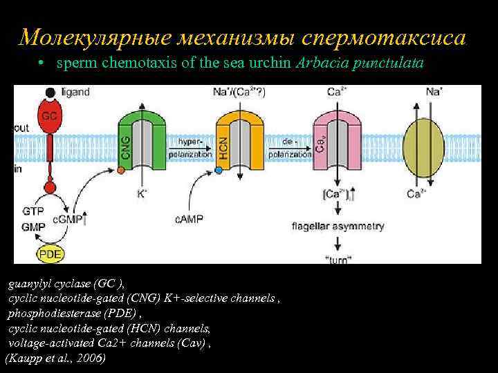Молекулярные механизмы спермотаксиса • sperm chemotaxis of the sea urchin Arbacia punctulata guanylyl cyclase