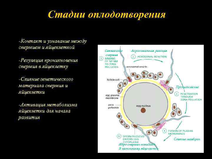 Стадии оплодотворения -Контакт и узнавание между спермием и яйцеклеткой Связывание спермия Акросомальная реакция -Регуляция
