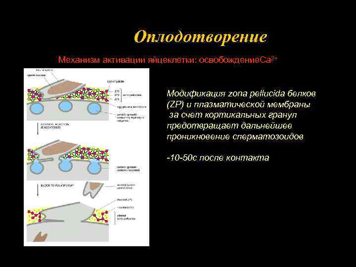 Оплодотворение Механизм активации яйцеклетки: освобождение. Ca 2+ Модификация zona pellucida белков (ZP) и плазматической