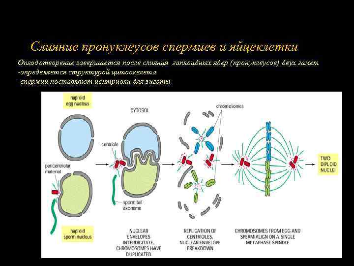 Слияние пронуклеусов спермиев и яйцеклетки Оплодотворение завершается после слияния гаплоидных ядер (пронуклеусов) двух гамет