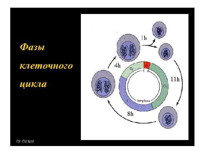 Фазы клеточного цикла 
