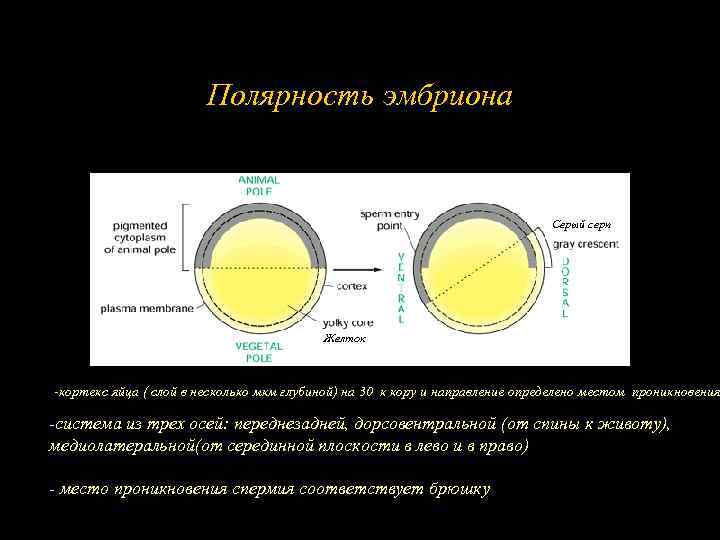 Полярность эмбриона Серый серп Желток -кортекс яйца ( слой в несколько мкм глубиной) на