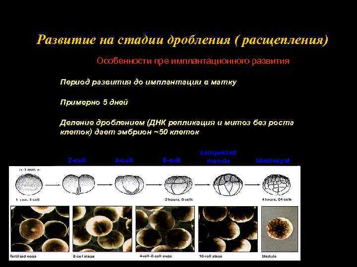 Развитие на стадии дробления ( расщепления) Особенности пре имплантационного развития Период развития до имплантации