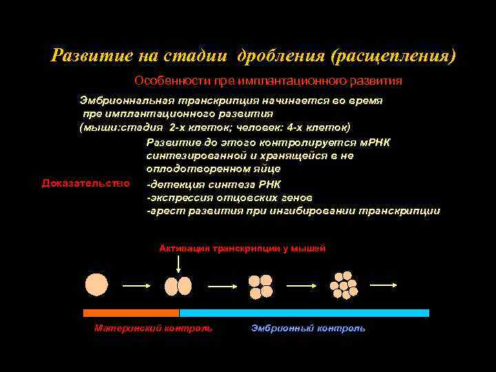 Развитие на стадии дробления (расщепления) Особенности пре имплантационного развития Эмбрионнальная транскрипция начинается во время