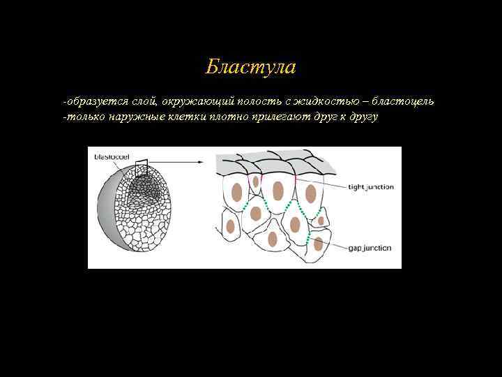 Бластула -образуется слой, окружающий полость с жидкостью – бластоцель -только наружные клетки плотно прилегают