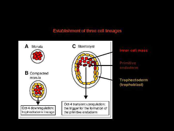 Establishment of three cell lineages Inner cell mass Primitive endoderm Trophectoderm (trophoblast) 