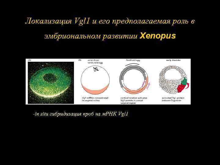 Локализация Vgl 1 и его предполагаемая роль в эмбриональном развитии Xenopus -in situ гибридизация