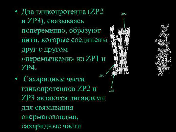  • Два гликопротеина (ZP 2 и ZP 3), связываясь попеременно, образуют нити, которые