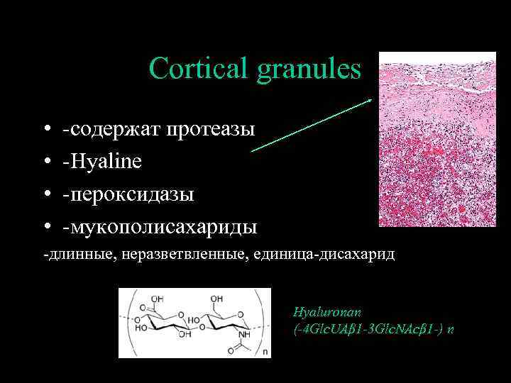 Cortical granules • • -содержат протеазы -Hyaline -пероксидазы -мукополисахариды -длинные, неразветвленные, единица-дисахарид Hyaluronan (-4
