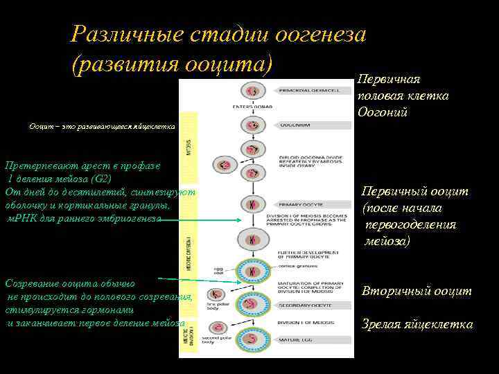 Оогенез. Стадия формирования оогенез. Фазы оогенеза. Оогенез мейоз 1. Стадии профазы 1 мейоза оогенещ.