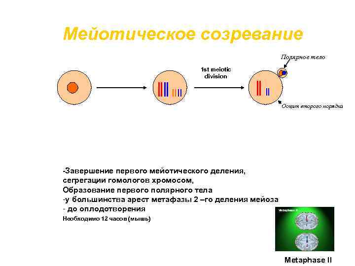 Мейотическое созревание Полярное тело 1 st meiotic division Ооцит второго порядка -Завершение первого мейотического