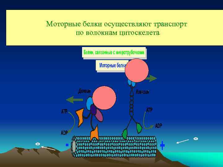 Моторные белки осуществляют транспорт по волокнам цитоскелета 