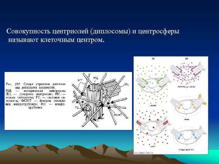 Совокупность центриолей (диплосомы) и центросферы называют клеточным центром. 