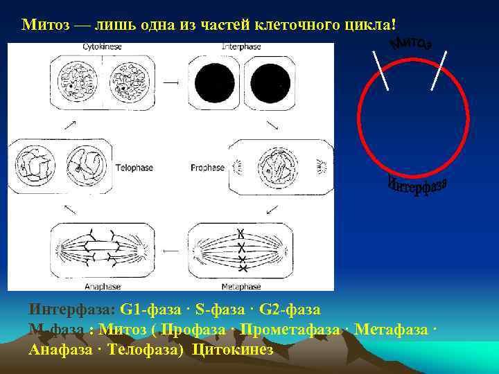 Схема клеточного цикла митоза