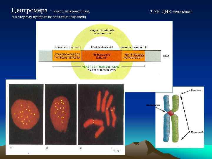 Центромера - место на хромосоме, к которому прикрепляются нити веретена 3 -5% ДНК человека!