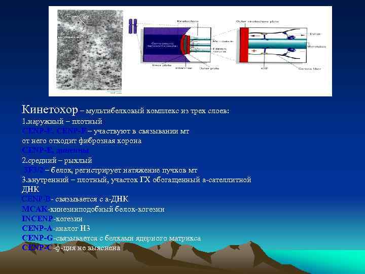 Кинетохор – мультибелковый комплекс из трех слоев: 1. наружный – плотный СENP-E, СENP-F –