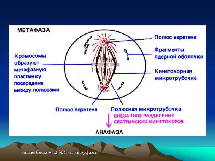 синтез белка – 20 -30% от интерфазы! 