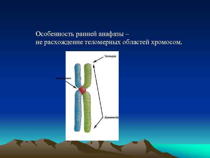 Особенность ранней анафазы – не расхождение теломерных областей хромосом. 