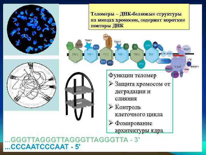 Теломеры – ДНК-белковые структуры на концах хромосом, содержат короткие повторы ДНК Функции теломер Защита