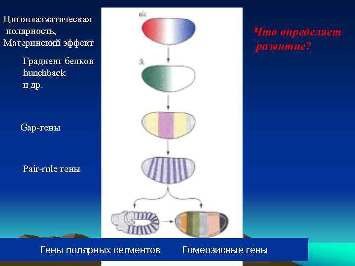 Цитоплазматическая полярность, Материнский эффект Что определяет развитие? Градиент белков hunchback и др. Gap-гены Pair-rule