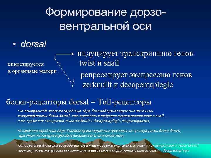 Формирование дорзовентральной оси • dorsal синтезируется в организме матери индуцирует транскрипцию генов twist и