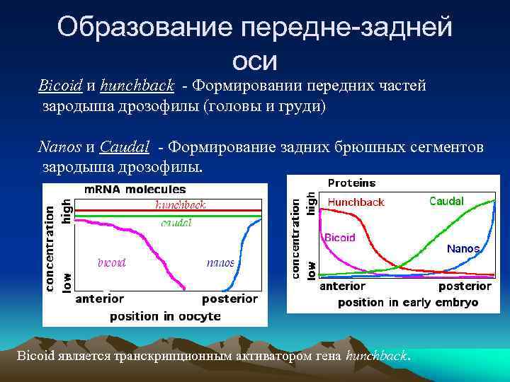 Образование передне-задней оси Bicoid и hunchback - Формировании передних частей зародыша дрозофилы (головы и