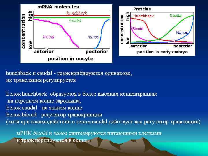 hunchback и caudal - транскрибируются одинаково, их трансляция регулируется Белок hunchback образуется в более
