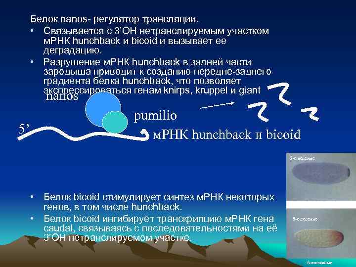 Белок nanos- регулятор трансляции. • Cвязывается с 3’OH нетранслируемым участком м. РНК hunchback и