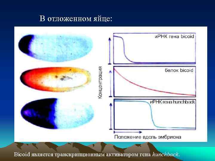В отложенном яйце: Bicoid является транскрипционным активатором гена hunchback. 