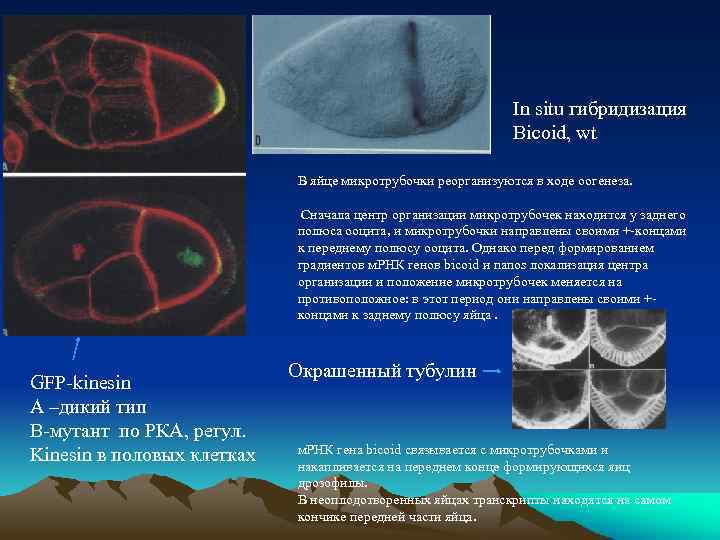 In situ гибридизация Bicoid, wt В яйце микротрубочки реорганизуются в ходе оогенеза. Сначала центр