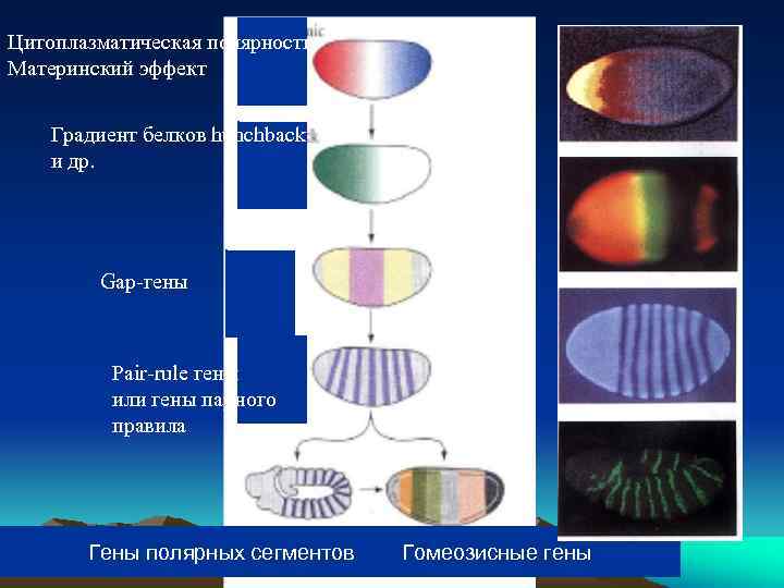Цитоплазматическая полярность, Материнский эффект Градиент белков hunchback и др. Gap-гены Pair-rule гены или гены