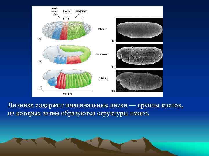 Личинка содержит имагинальные диски — группы клеток, из которых затем образуются структуры имаго. 