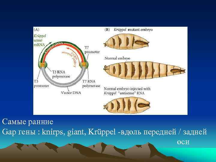Самые ранние Gap гены : knirps, giant, Krüppel -вдоль передней / задней оси 