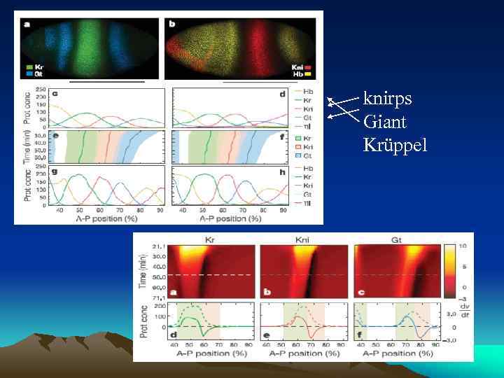 knirps Giant Krüppel 