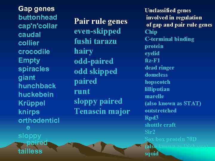 Gap genes buttonhead cap'n'collar caudal collier crocodile Empty spiracles giant hunchback huckebein Krüppel knirps